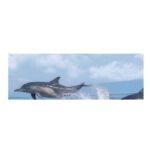 BRAU DELFIN